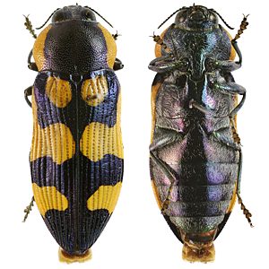Castiarina eyrensis, PL2568, female, from Acacia papyrocarpa, EP